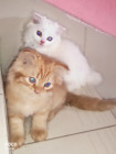 Persian Cat Sale