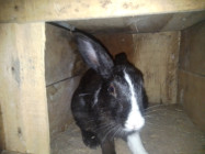 একজোড়া খরগোশ বিক্রি করা হবে