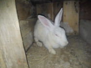 একজোড়া খরগোশ বিক্রি করা হবে