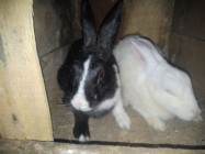 একজোড়া খরগোশ বিক্রি করা হবে