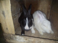 একজোড়া খরগোশ বিক্রি করা হবে