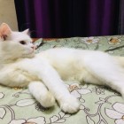 Cat pure Persian cat