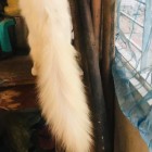 Cat pure Persian cat