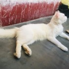 Cat pure Persian cat