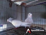 Selver kormona kobitor