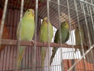 বাজরিগার পাখি বিক্রয়