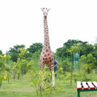 ৫ কাঠার প্লট বিক্রয় চলছে