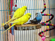 পাখি বিক্রি