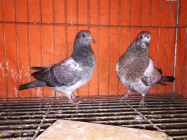 Healthy High flying pigeon baby pair