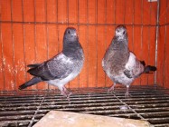 Healthy High flying pigeon baby pair