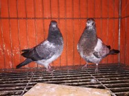 Healthy High flying pigeon baby pair