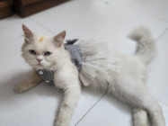 Traditional Persian cat
