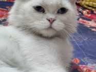 Traditional Persian cat