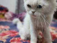 Traditional Persian cat