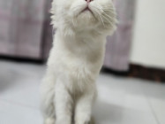 Traditional Persian cat