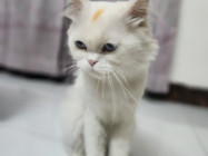 Traditional Persian cat