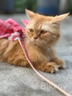 Parsian cat