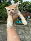 Parsian cat