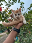 Parsian cat