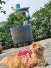 Parsian cat