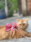 Parsian cat