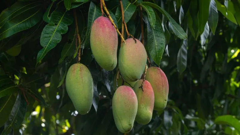 The importance of seasonal fruit mango in meeting the nutritional needs of the human body